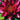 Vesuve water lily - pond plants - water lilies - aquatic plants-0