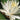 Virgania water lily - pond plants - water lilies - aquatic plants-0