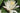 Virgania water lily - pond plants - water lilies - aquatic plants-0