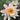 W B Shaw water lily - pond plants - water lilies - aquatic plants-19865