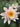 W B Shaw water lily - pond plants - water lilies - aquatic plants-19865