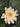 W B Shaw water lily - pond plants - water lilies - aquatic plants-19864