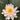 W B Shaw water lily - pond plants - water lilies - aquatic plants-0