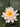 W B Shaw water lily - pond plants - water lilies - aquatic plants-0