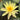 Yellow Bangpra water lily - pond plants water lilies aquatic plants-0