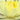 Yellow Sensation water lily - pond plants - water lilies - aquatic plants-0