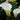 Zantedeschia aethiopica ‘Crowborough’ (Arum lily) - Marginal Pond Plants - Pond Plants - Water Plants-0