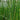 Scirpus lacustris tab. ‘Zebrinus’ (Zebra rush or Schoenoplectus lac. Zeb.) - Marginal Pond Plants - Pond Plants - Water Plants-19614