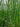 Scirpus lacustris tab. ‘Zebrinus’ (Zebra rush or Schoenoplectus lac. Zeb.) - Marginal Pond Plants - Pond Plants - Water Plants-19614