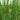 Scirpus lacustris tab. ‘Zebrinus’ (Zebra rush or Schoenoplectus lac. Zeb.) - Marginal Pond Plants - Pond Plants - Water Plants-0
