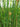 Scirpus lacustris tab. ‘Zebrinus’ (Zebra rush or Schoenoplectus lac. Zeb.) - Marginal Pond Plants - Pond Plants - Water Plants-0