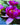 Pygmaea Rubra water lily - pond plants - DW10
