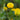 Ranunculus Acris (batchelor buttons) - Marginal Pond Plants - MP098
