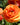 Ranunculus asiaticus 'Aviv Orange' Bulb