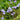 Mazus reptans (Chinese marshflower) - Marginal Pond Plants - BP081