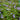Mazus reptans (Chinese marshflower) - Marginal Pond Plants - BP081