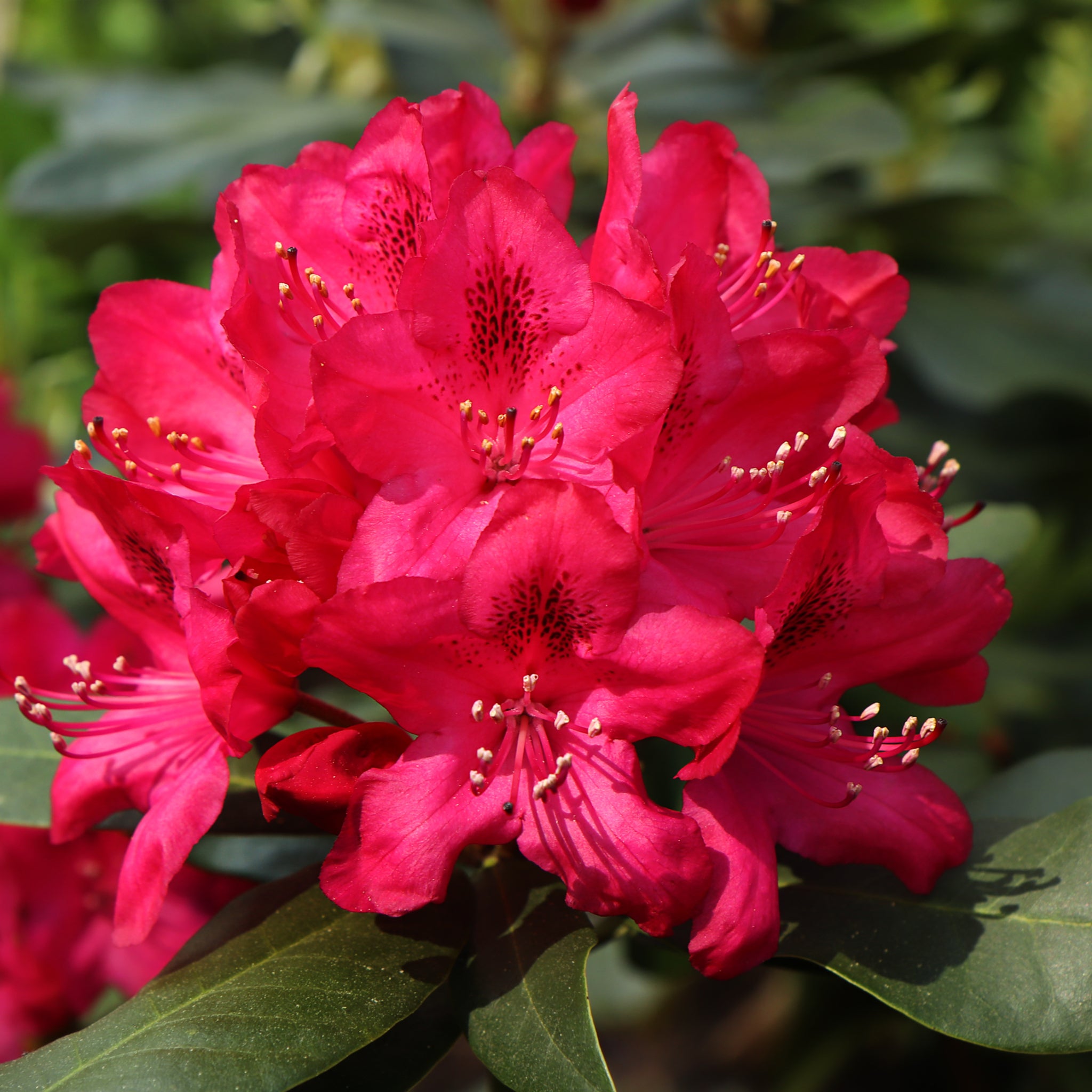 Potted Red Rhododendron Standard Rhododendron Red (80cm) – Lincspplants
