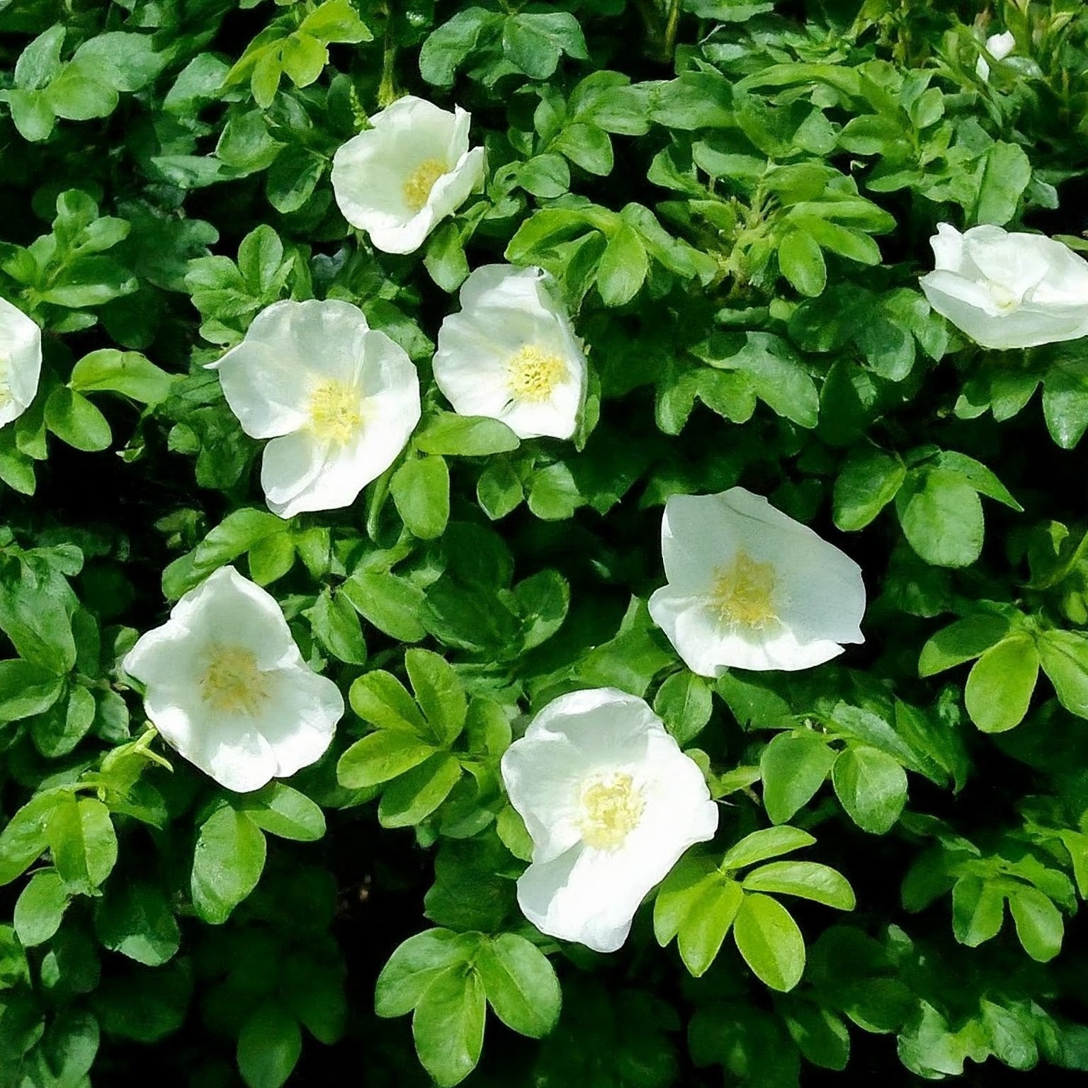 Rosa Rugosa 'Alba' – Lincspplants