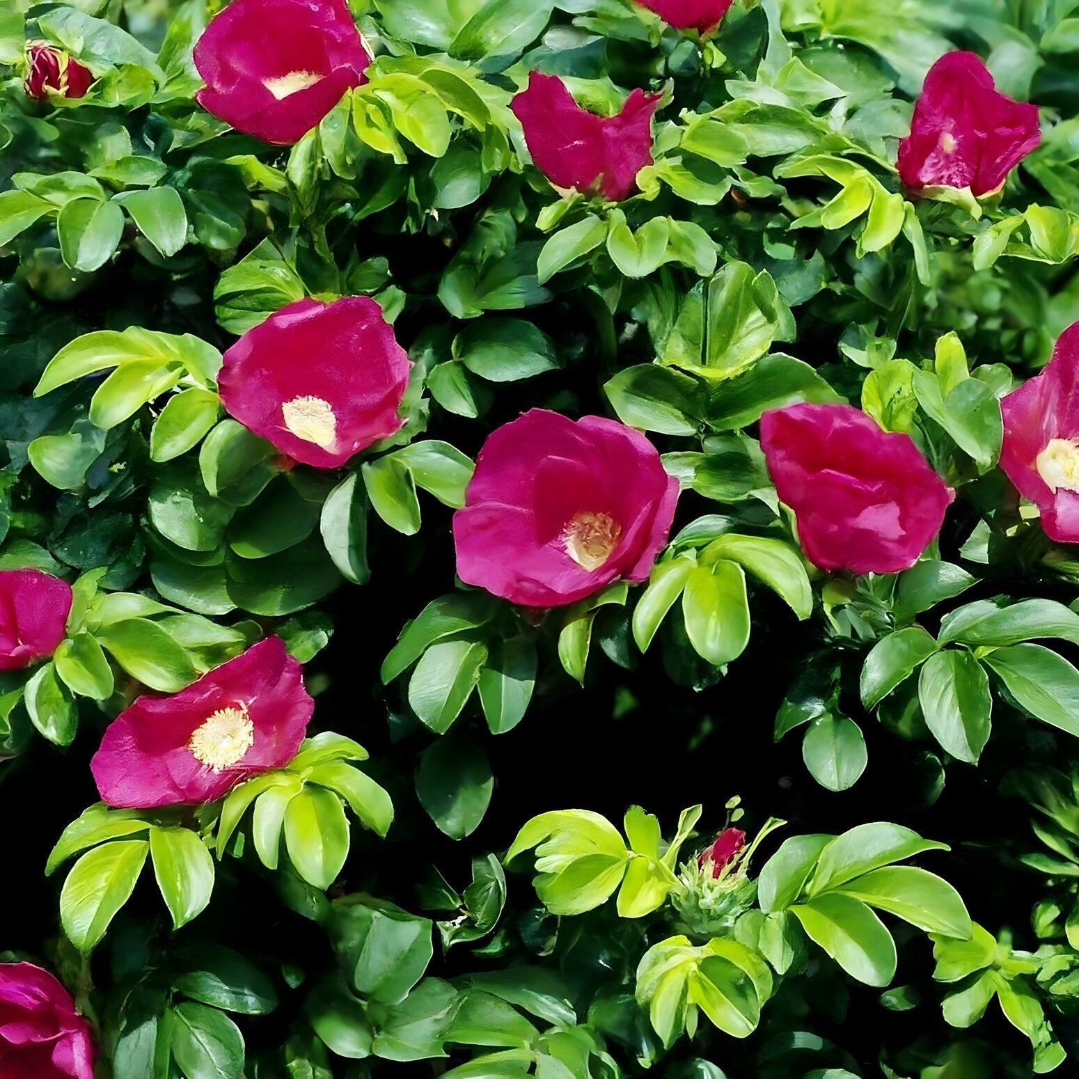 Ruga Rosa Rosa Rugosa 'Rubra' – Lincspplants