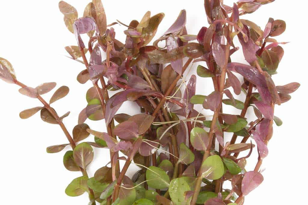 Rotala Indica - 10 loose Live aquarium plant Rotundifolia pink red tro ...