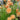 Eriophorum russeoleum - Marginal Pond Plants - MBP036