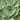 Sage Broad Leaved (Herb) 9cm