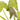 Sagittaria Australis Benni (Silk Stockin) - Marginal Pond Plants - MP135