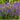 Salvia x superba New Dimensions Blue 9cm