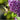 Syringa vulgaris 'Sensation' (Lilac) 2L