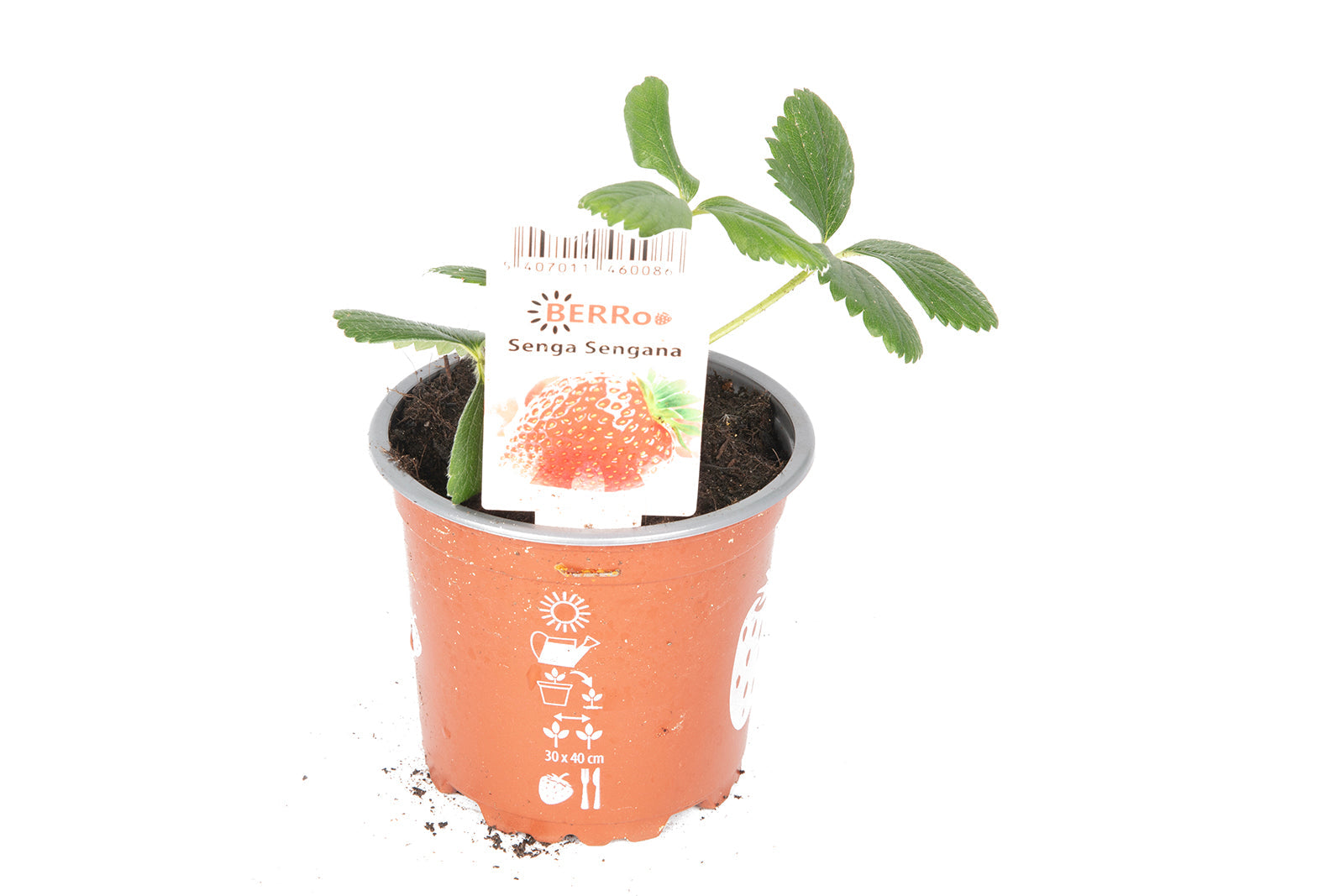 Senga Sengana Strawberries – Lincspplants