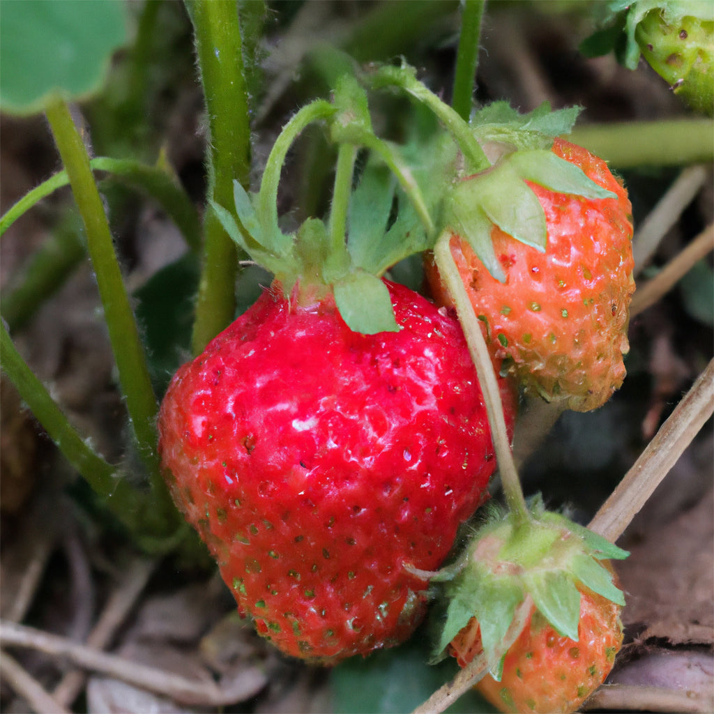 Senga Sengana Strawberries – Lincspplants