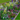 Cottage Garden Ready-made Border