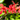 Crocosmia x crocosmiiflora 'Lucifer' 9cm/2L