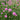 Armeria maritima Splendens Sea Pinks 2L