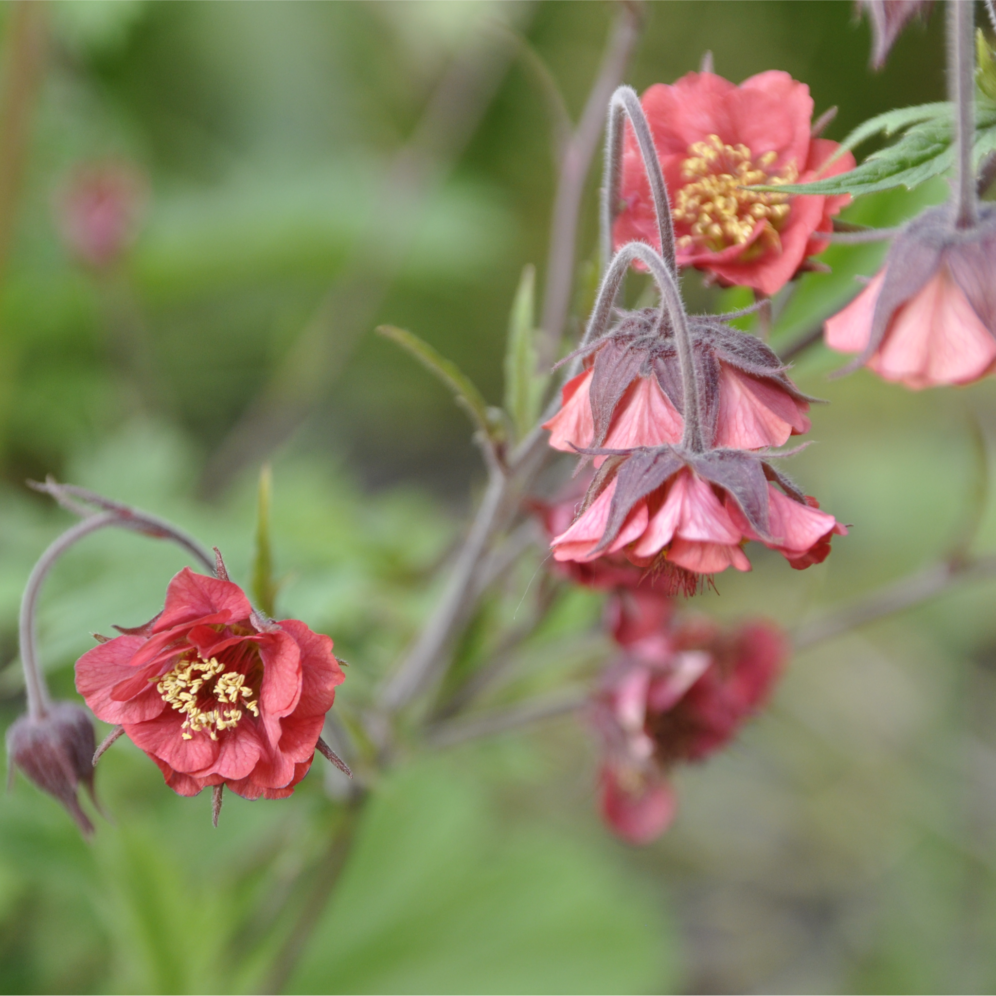 Geum Rivala Geum rivale 2L – Lincspplants