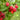 Raspberry 'Malling Promise' 1L