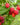 Raspberry 'Malling Promise' 1L