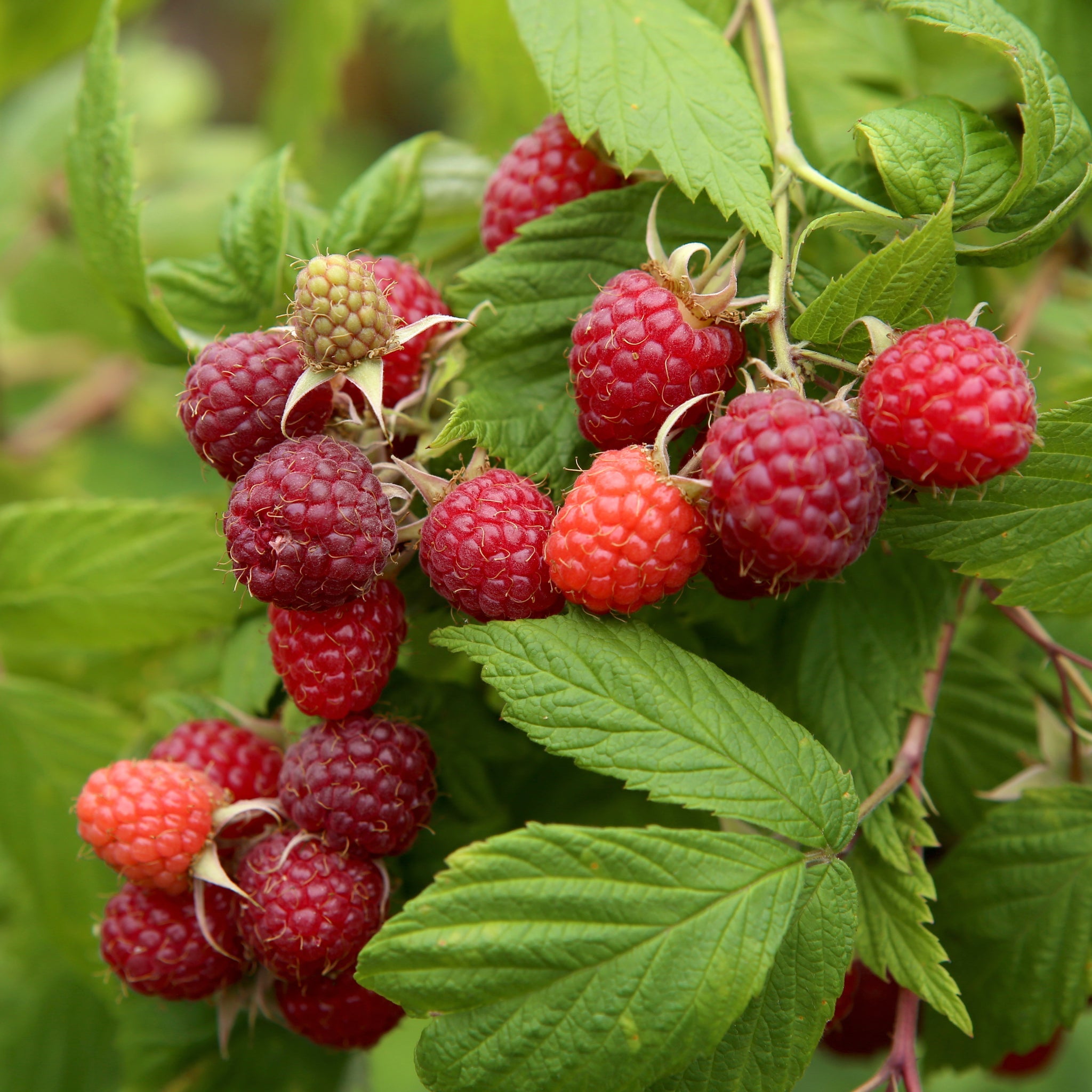 Repberry Raspberry 'Heritage' 1L – Lincspplants