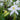 Aquilegia 'White Star' 1L