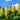Lupin 'Gallery Yellow' 9cm / 1.5L / 3L