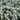 Cerastium tomentosum Silberteppich 1L