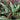 Calathea Tropistar