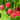 Autumn Bliss Raspberry Canes 1L