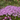Silene schafta Splendens 1L