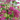 Ribes sanguineum 'King Edward VII' Flowering Currant 2L 30-40cm