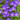 Campanula (Bell Flowerr) Pristar ‘Deep Blue’ 1.5L