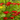 Crocosmia x crocosmiiflora 'Emberglow' 9cm/2L
