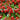 Pyracantha coccinea 'Red Column' 1L/2L