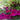 Petunia 'Trailing Surfinia Purple'