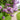 Syringa vulgaris 'Paul Deschanel' (Lilac)